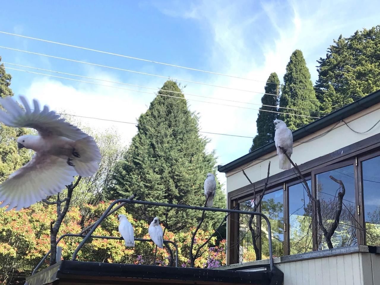 The Clarendon Motel Katoomba Luaran gambar