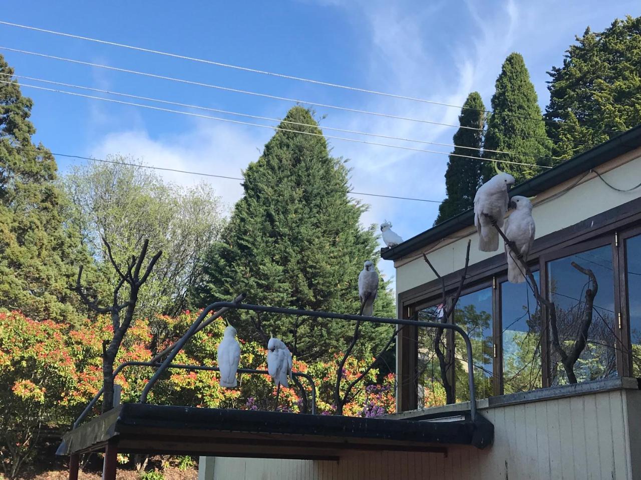The Clarendon Motel Katoomba Luaran gambar